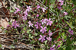 Saponaria ocymoides (C368720)