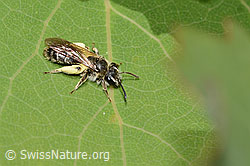 C368753: Glanzlose Zwergsandbiene (Andrena subopaca)