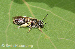 C368756: Glanzlose Zwergsandbiene (Andrena subopaca)