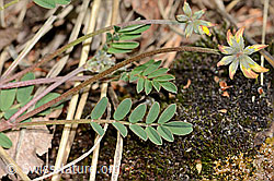 Hippocrepis comosa (C368768) Hippocrepis comosa (C368768)