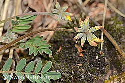 Hippocrepis comosa (C368769) Hippocrepis comosa (C368769)
