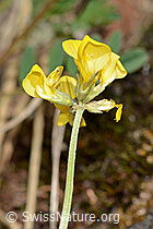 Hippocrepis comosa (C368771) Hippocrepis comosa (C368771)