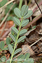 Hippocrepis comosa (C368774) Hippocrepis comosa (C368774)