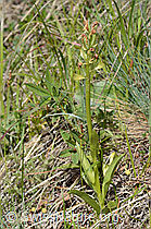 C368779: Holunder-Knabenkraut (Dactylorhiza sambucina)