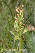 C368780: Holunder-Knabenkraut (Dactylorhiza sambucina)