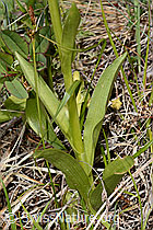 C368781: Holunder-Knabenkraut (Dactylorhiza sambucina)