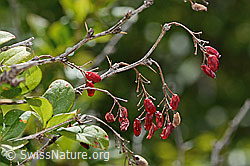 Berberis vulgaris (C368784) Berberis vulgaris (C368784)