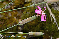C368804: Stein-Nelke (Dianthus sylvestris)