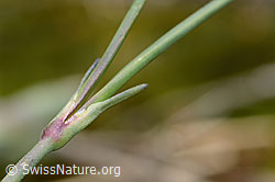 C368806: Stein-Nelke (Dianthus sylvestris)