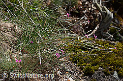 C368807: Stein-Nelke (Dianthus sylvestris)