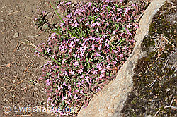 Saponaria ocymoides (C368810)