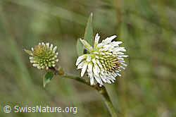 Trifolium montanum (C368814) Trifolium montanum (C368814)