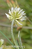 Trifolium montanum (C368818) Trifolium montanum (C368818)