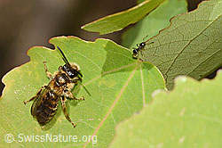 C368825: Dichtpunktierte Körbchensandbiene (Andrena combinata)