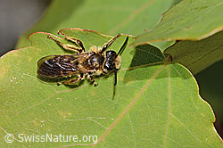 C368829: Dichtpunktierte Körbchensandbiene (Andrena combinata)