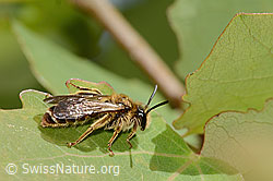 C368831: Dichtpunktierte Körbchensandbiene (Andrena combinata)