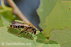 C368832: Dichtpunktierte Körbchensandbiene (Andrena combinata)