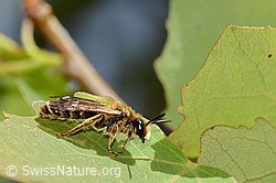 C368833: Dichtpunktierte Körbchensandbiene (Andrena combinata)