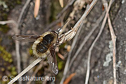 Bombylius major (C368841) Bombylius major (C368841)