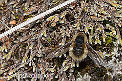 Bombylius major (C368842) Bombylius major (C368842)