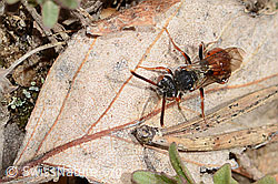 C368860: Habichtskraut-Wespenbiene (Nomada integra)