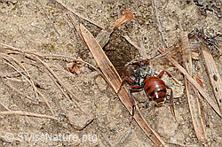 C368897: Habichtskraut-Wespenbiene (Nomada integra)
