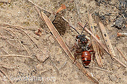 C368898: Habichtskraut-Wespenbiene (Nomada integra)