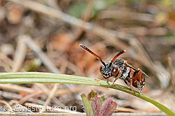 C368914: Habichtskraut-Wespenbiene (Nomada integra)