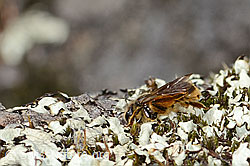 C368921: Gewöhnliche Dörnchensandbiene (Andrena humilis)