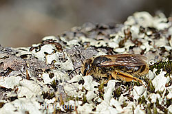 C368923: Gewöhnliche Dörnchensandbiene (Andrena humilis)