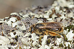 C368924: Gewöhnliche Dörnchensandbiene (Andrena humilis)