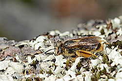 C368925: Gewöhnliche Dörnchensandbiene (Andrena humilis)