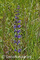 C368937: Wiesensalbei (Salvia pratensis)