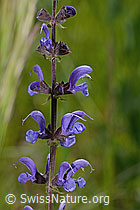 C368941: Wiesensalbei (Salvia pratensis)
