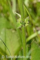 C368942: Wiesensalbei (Salvia pratensis)