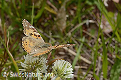 Vanessa cardui on Trifolium montanum (C368944) Vanessa cardui on Trifolium montanum (C368944)