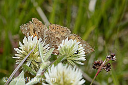 Vanessa cardui on Trifolium montanum (C368946) Vanessa cardui on Trifolium montanum (C368946)