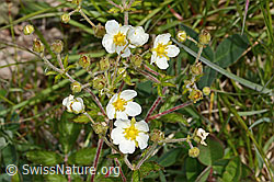 C368949: Felsen-Fingerkraut (Potentilla rupestris)