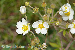 C368952: Felsen-Fingerkraut (Potentilla rupestris)