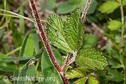 C368953: Felsen-Fingerkraut (Potentilla rupestris)