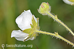 C368955: Felsen-Fingerkraut (Potentilla rupestris)