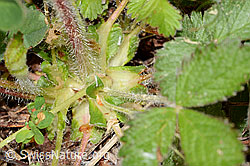 C368956: Felsen-Fingerkraut (Potentilla rupestris)