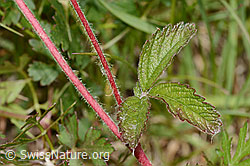 C368959: Felsen-Fingerkraut (Potentilla rupestris)