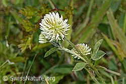 Trifolium montanum (C368964) Trifolium montanum (C368964)