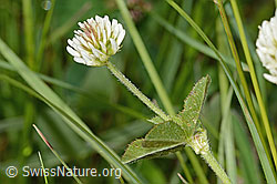 Trifolium montanum (C368967) Trifolium montanum (C368967)