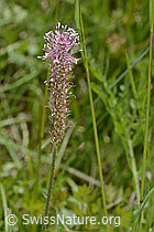 C368969: Mittlerer Wegerich (Plantago media)
