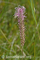 C368971: Mittlerer Wegerich (Plantago media)
