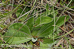 C368972: Mittlerer Wegerich (Plantago media)