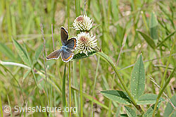Polyommatus icarus on Trifolium montanum (C368976) Polyommatus icarus on Trifolium montanum (C368976)