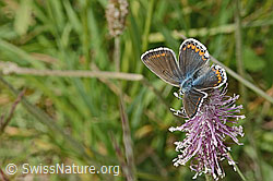 C368979: Hauhechelbläuling (Polyommatus icarus) an Mittlerem Wegerich (Plantago media)